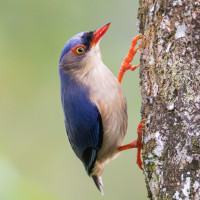 Velvet-fronted Nuthatch